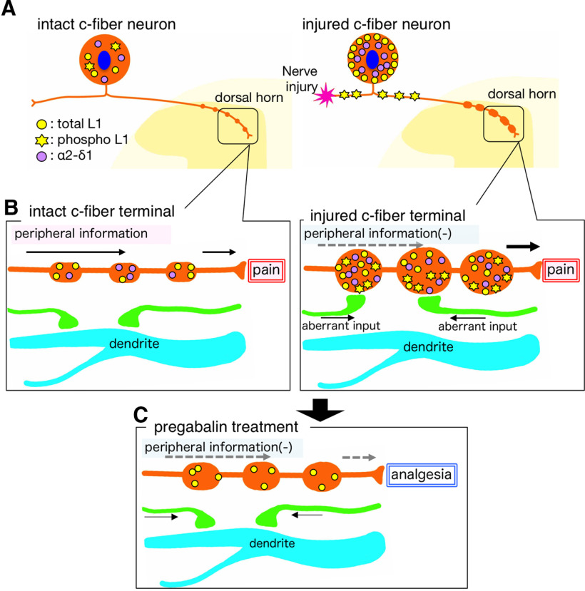 Figure 11.