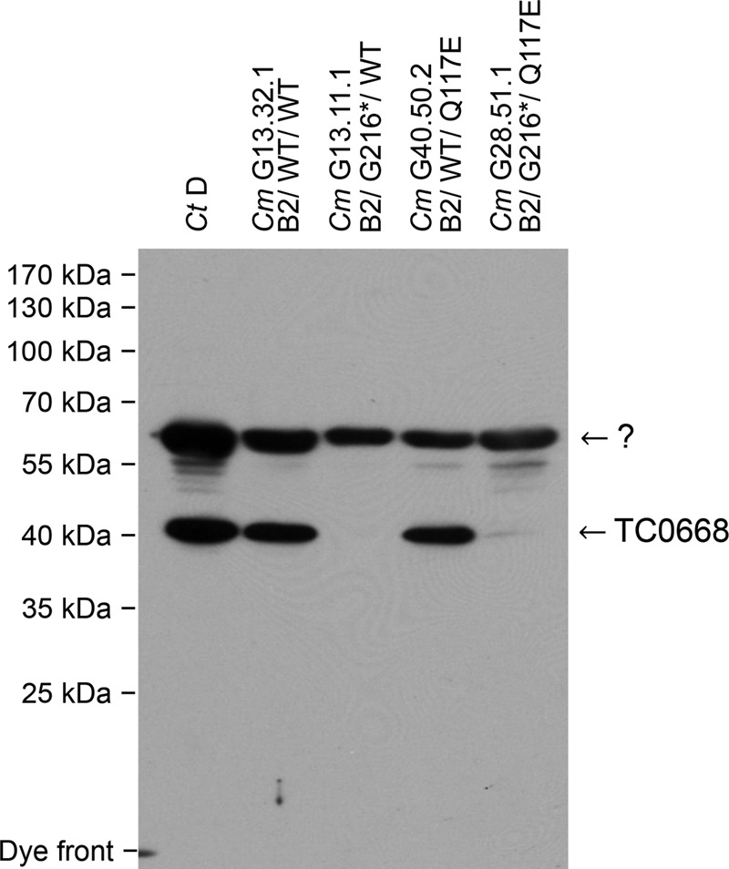 FIG 2