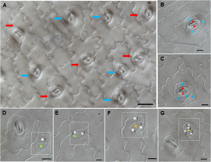 Fig. 6