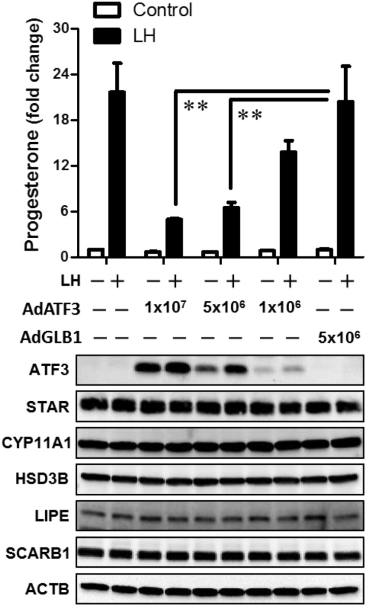 Figure 5.