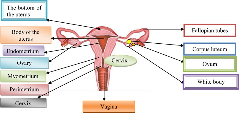 FIGURE 3