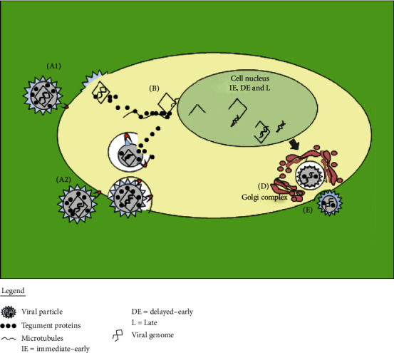 Figure 2