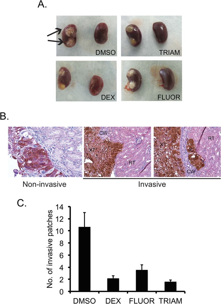 Fig 10