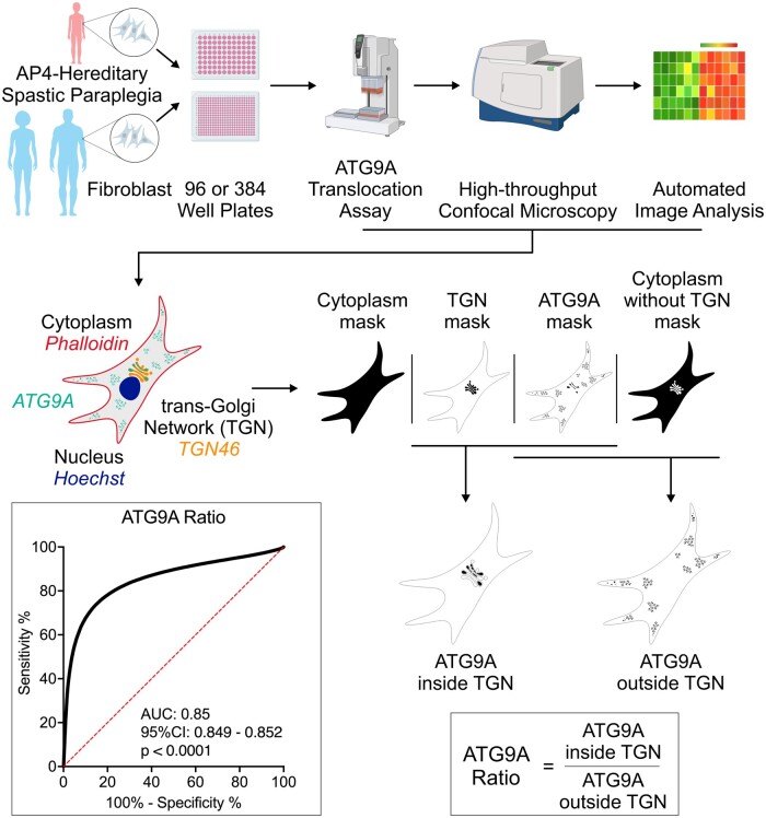 Graphical Abstract