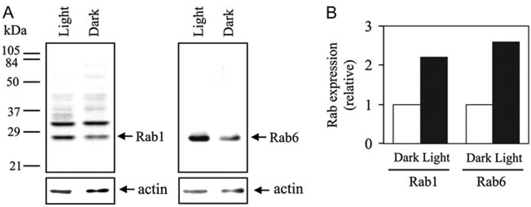 Fig. 8