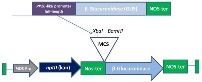 FIGURE 1