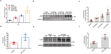 Supplementary Fig. S1