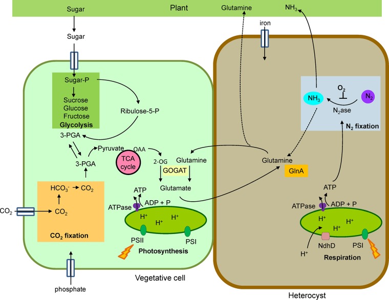 FIG 3