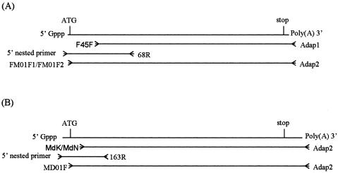 FIG. 1.