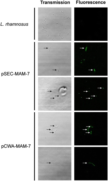 Fig. 3