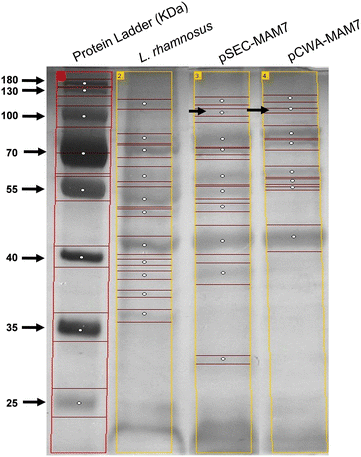 Fig. 2