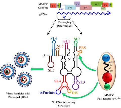 Graphical Abstract