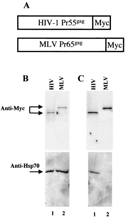 FIG. 4.