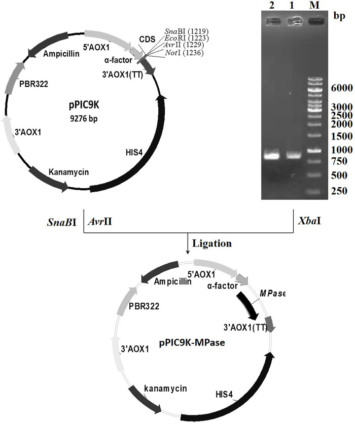 Fig 2