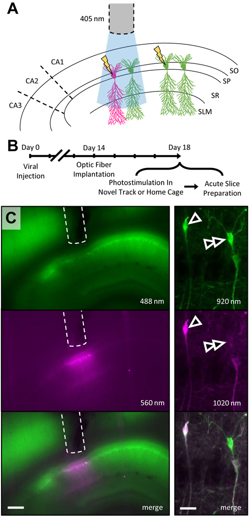 Figure 1.