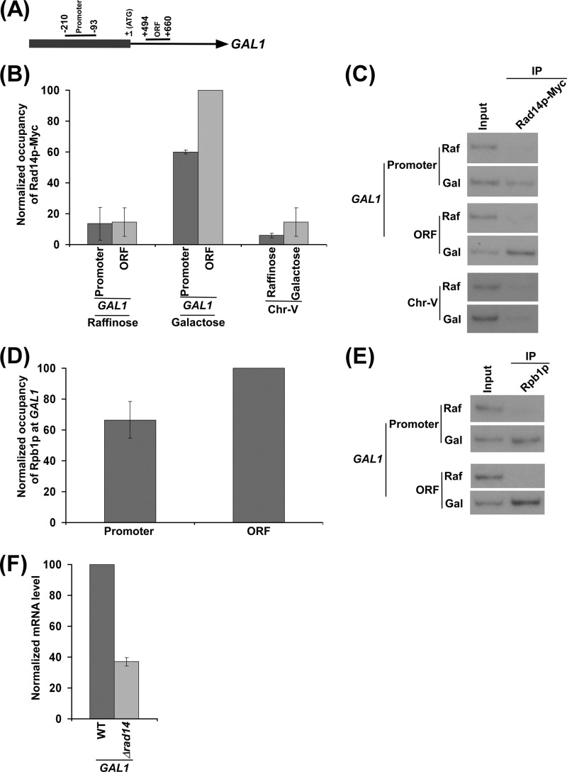 FIGURE 1.