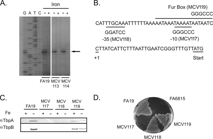 FIG 1