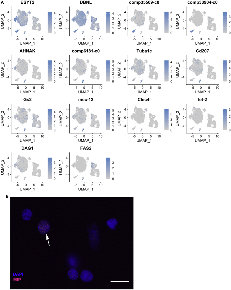 Figure 6