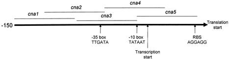 FIG. 1.