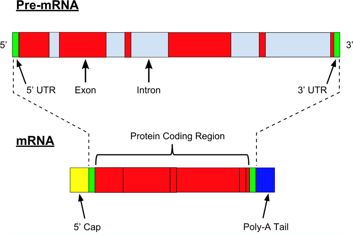 Figure 2: