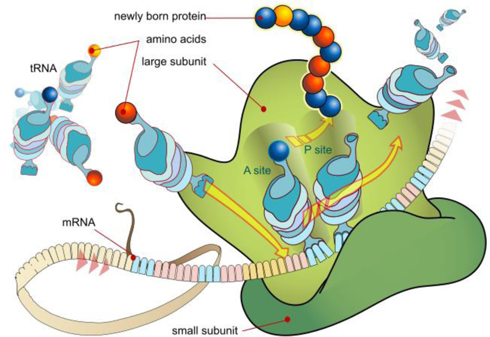 Figure 1: