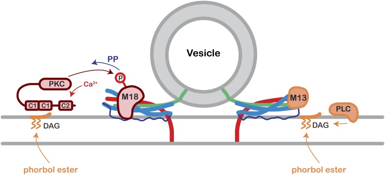 Figure 5—figure supplement 1.