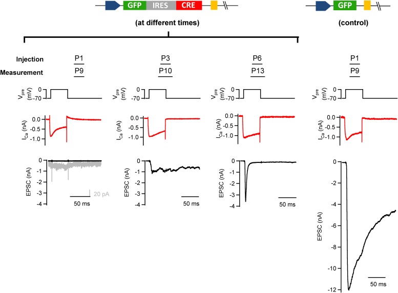 Figure 3—figure supplement 1.