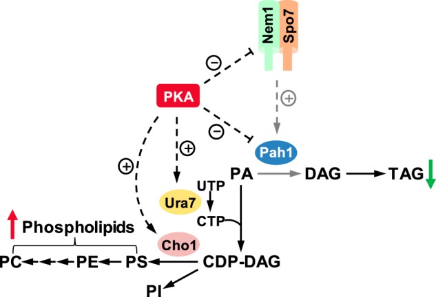 Figure 11.