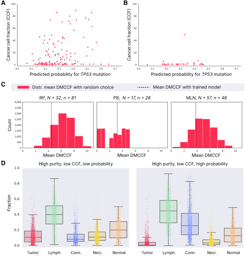 Figure 6. Association between model prediction and TP53 CCF for the UZ Ghent cohort. A, Relation between TP53 CCF (in percentage) and predicted probability for TP53 mutation and for samples with high tumor purity (shown for all RP/PB/MLN samples). B, Same as A for low tumor purity samples. C, Mean DMCCF obtained with random lesion selection (red distribution) compared with trained model (dashed line). N, total number of unique patients; n, total number of lesions. D, Comparison of cell types in tiles with high purity and low CCF, in case the model assigns a low predicted probability (data from 1,000 tiles; left) and high predicted probability (data from 1,000 tiles; right).