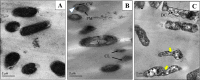 Fig. 14