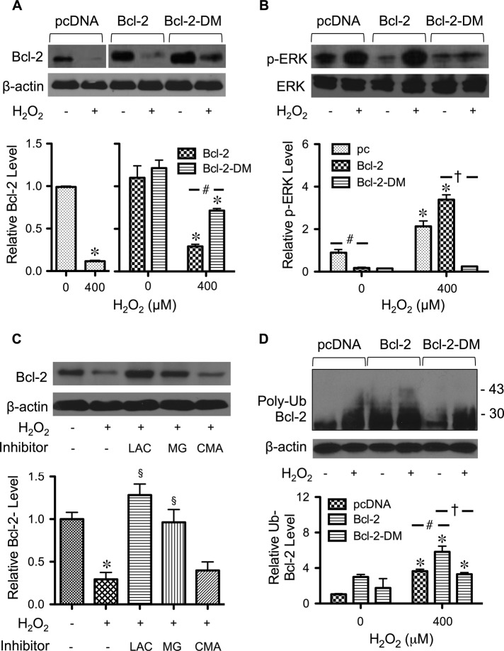 FIGURE 6: