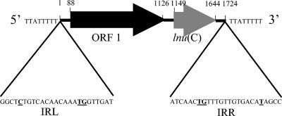 FIG. 1.