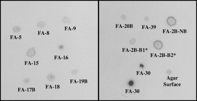 FIG. 2.