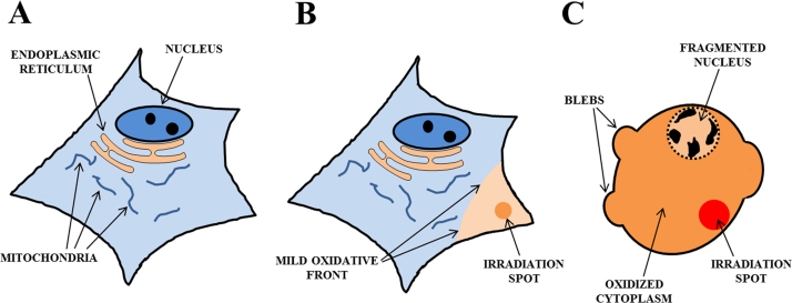 Fig. 5