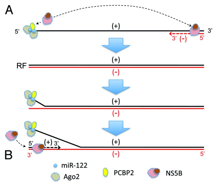 graphic file with name rna-10-919-g2.jpg