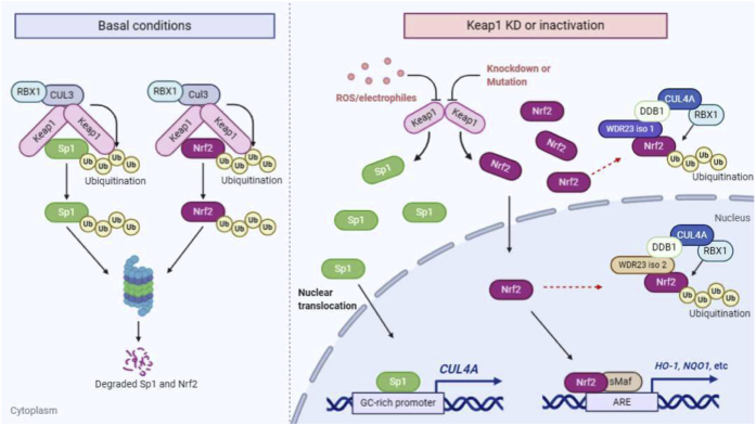 Figure 10