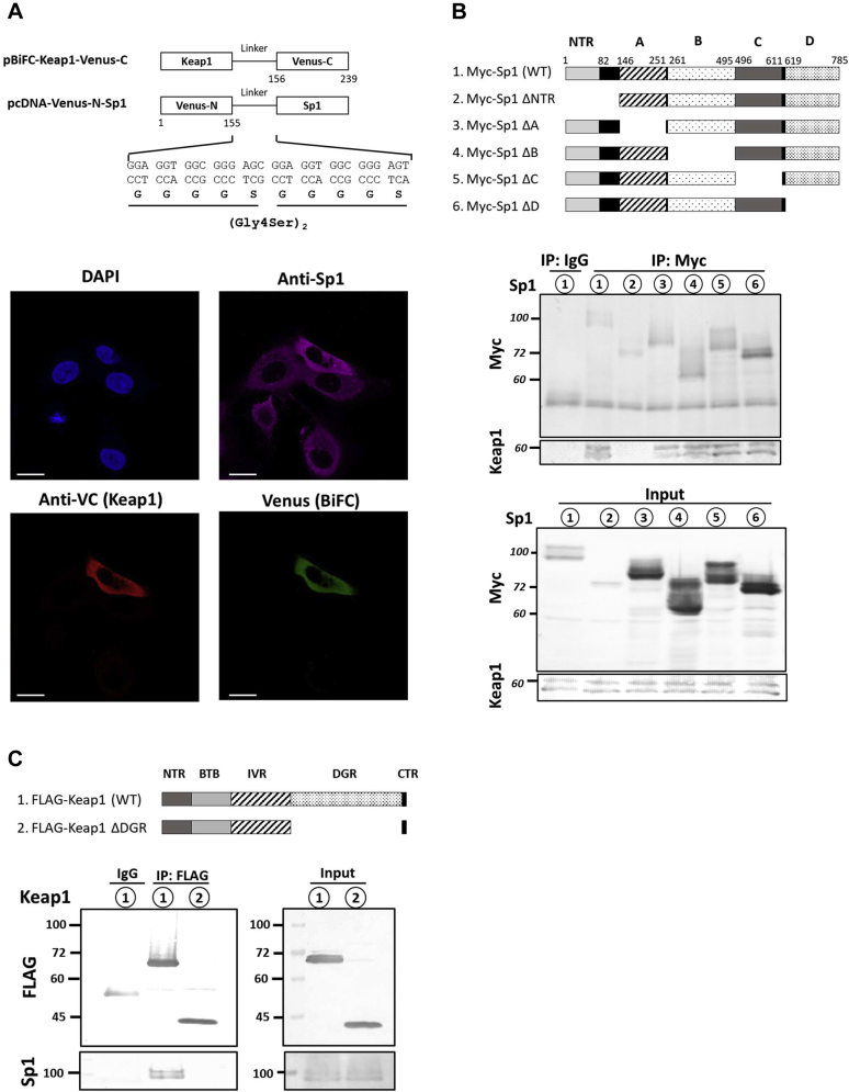 Figure 4