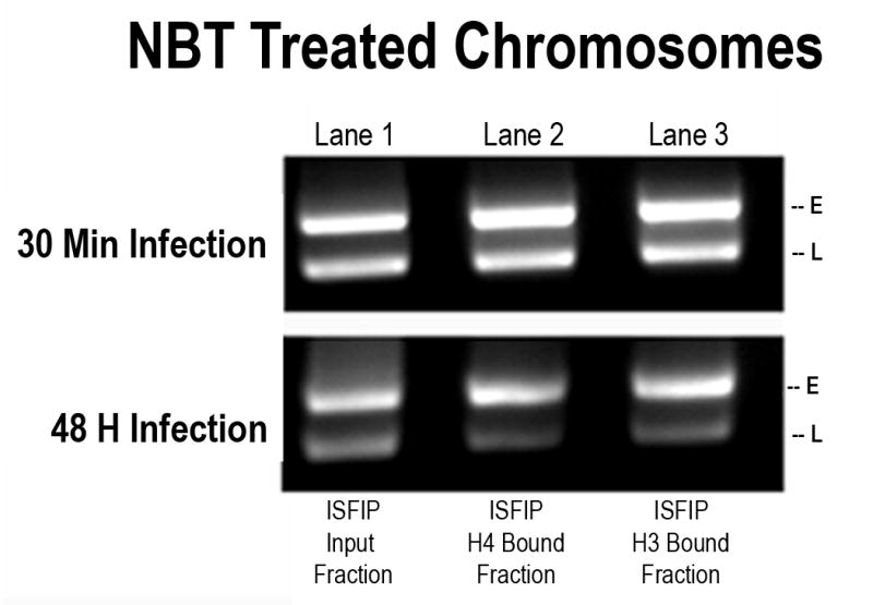 Figure 6A