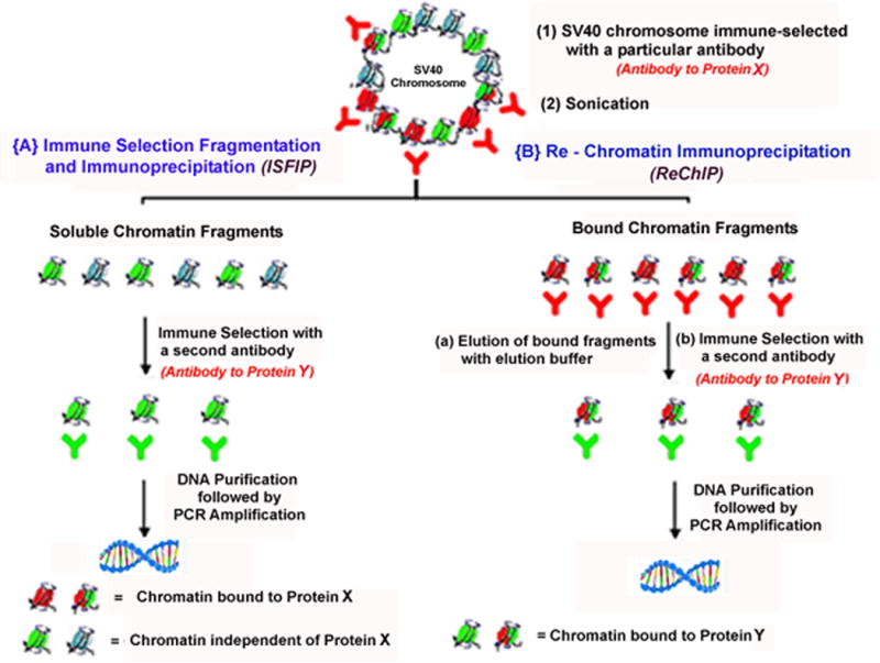 Figure 1B