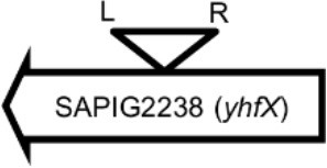 graphic file with name fmicb-08-02418-i0001.jpg