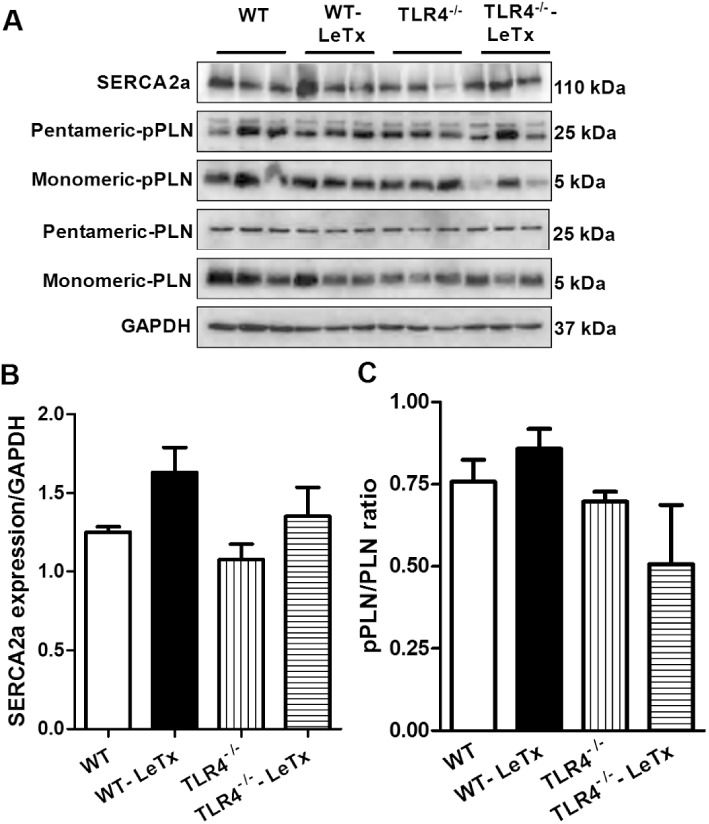 Toll-like receptor 4 knockout protects against anthrax lethal toxin ...