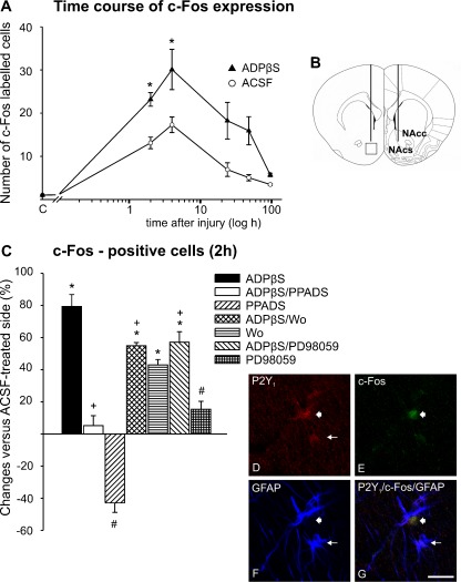 Fig. 4