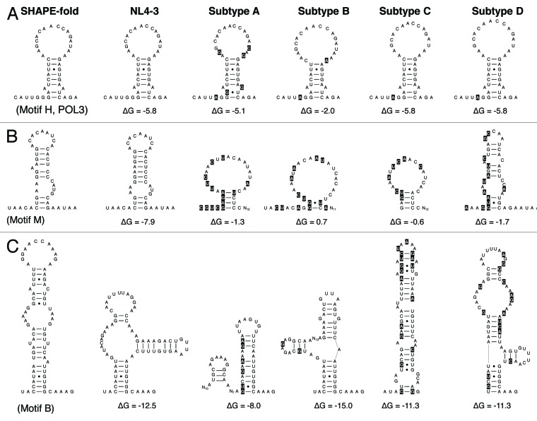 graphic file with name rna-10-540-g2.jpg