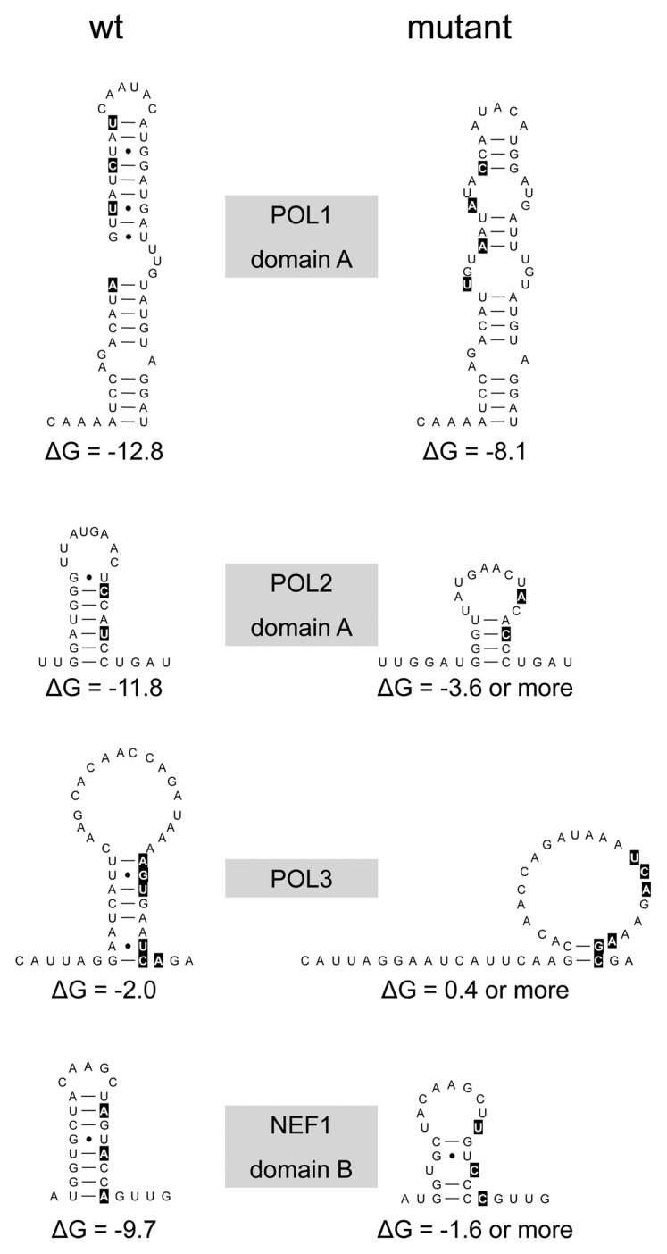 graphic file with name rna-10-540-g4.jpg