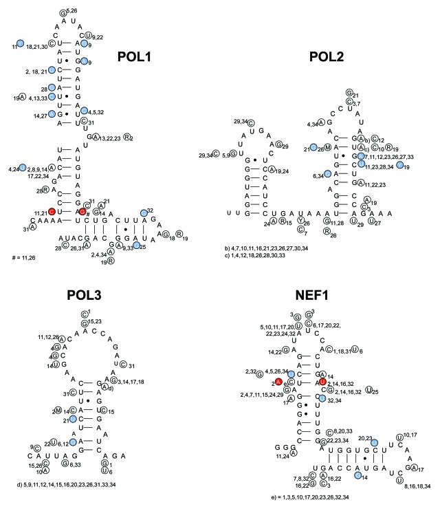 graphic file with name rna-10-540-g3.jpg