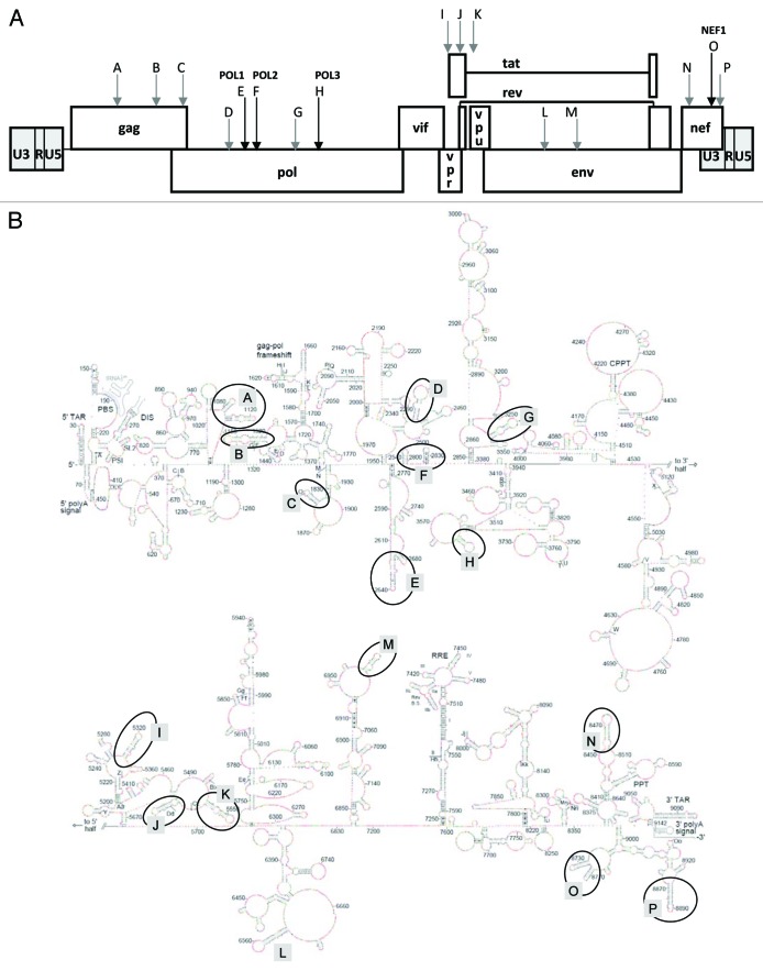 graphic file with name rna-10-540-g1.jpg