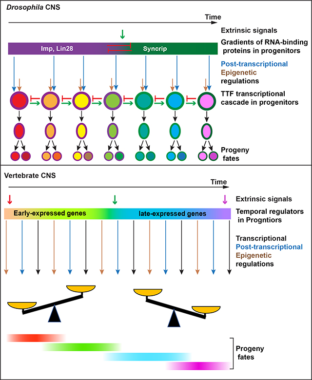 graphic file with name nihms-1901683-f0001.jpg