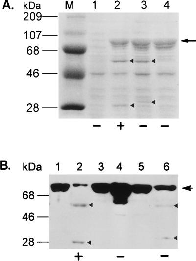 FIG. 6