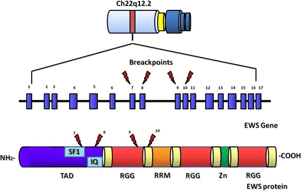 Fig. 1