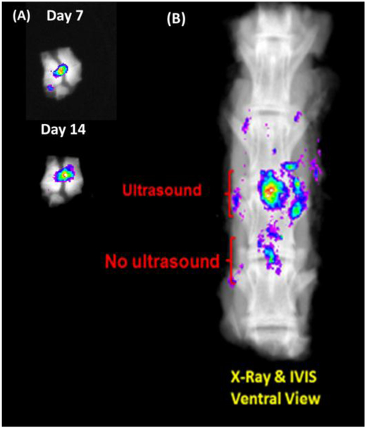 Figure 5.